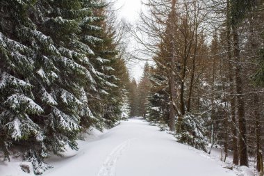 Kış ormanı karla kaplı