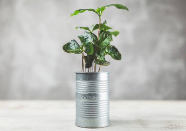 Bitki Filiz bir kutu içinde