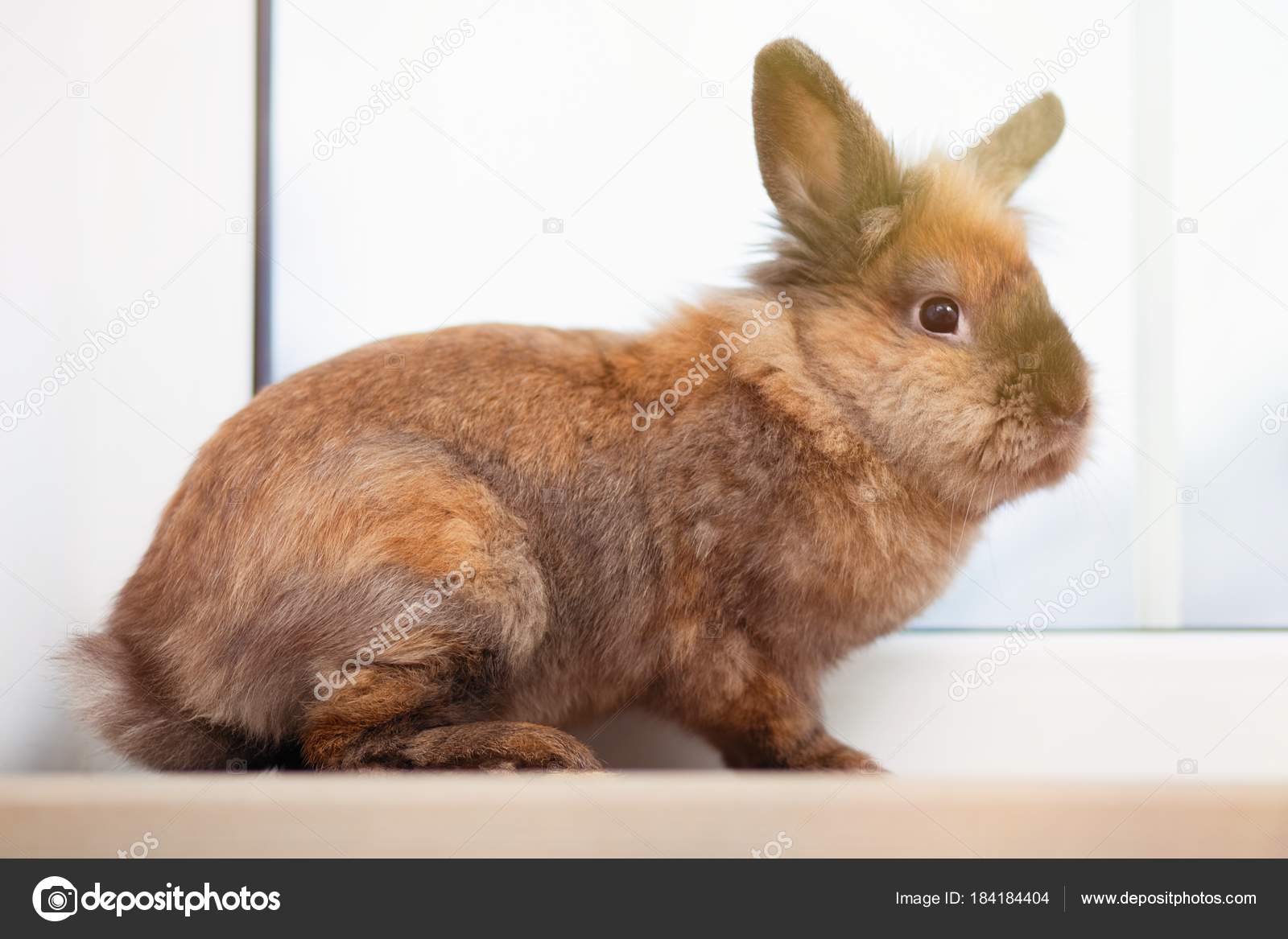 ウサギ写真素材 ロイヤリティフリーウサギ画像 Depositphotos