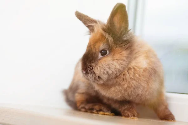 茶色でかわいいウサギ — ストック写真