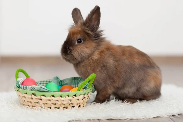 Conejo y huevos de Pascua —  Fotos de Stock