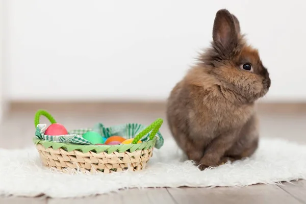 Conejo y huevos de Pascua —  Fotos de Stock