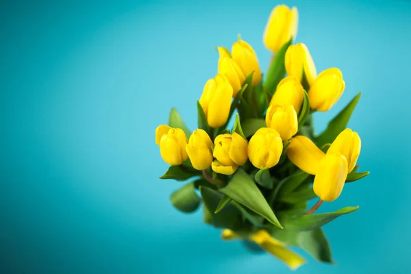 Yellow tulips on blue background — Stock Photo, Image