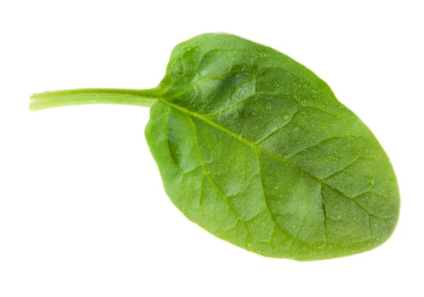 Baby spinach leaves — Stock Photo, Image