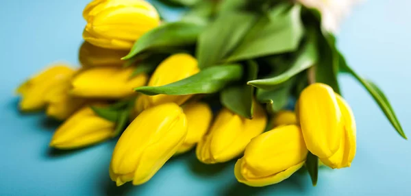 Tulipanes amarillos sobre fondo azul — Foto de Stock
