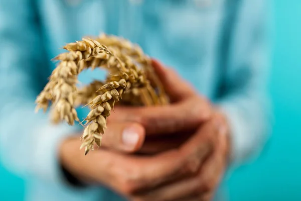 Mans mãos segurando espiguetas de trigo — Fotografia de Stock