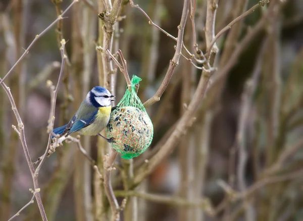 Blue Tit mangiare — Foto Stock