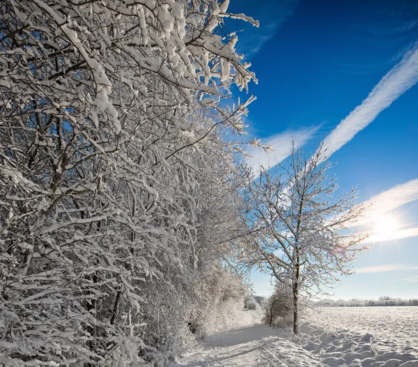 Zimní krajina s modrou oblohou — Stock fotografie