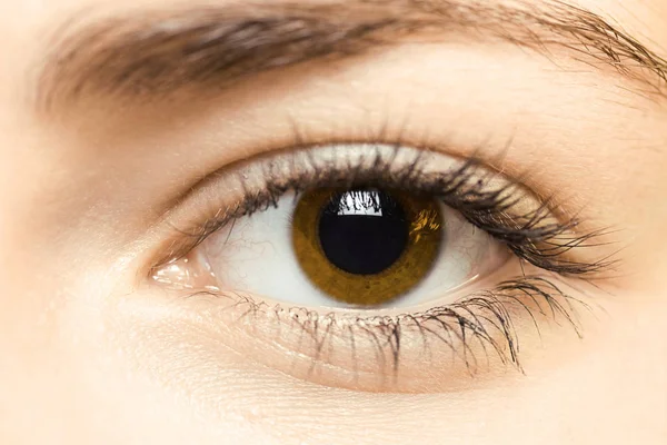 Beautiful brown eye — Stock Photo, Image