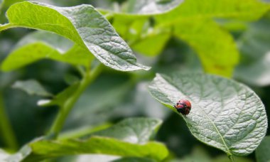 Colorado böceği larvası