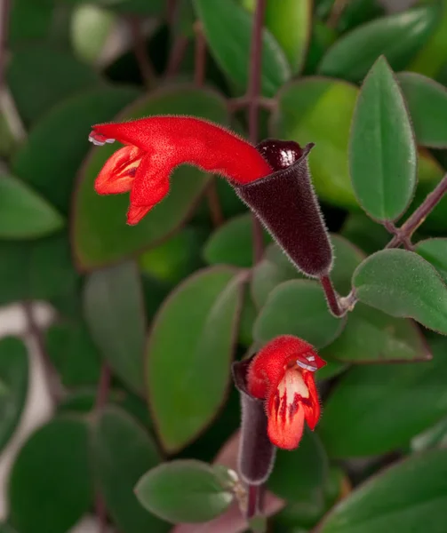 Kırmızı ruj bitki — Stok fotoğraf