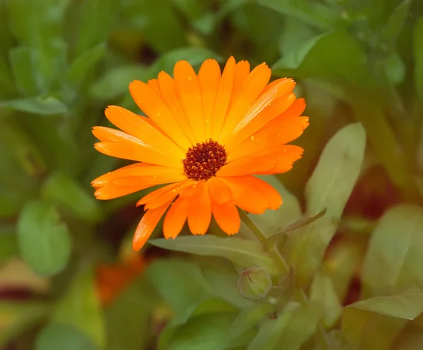 Το λουλούδι calendula πορτοκαλί — Φωτογραφία Αρχείου