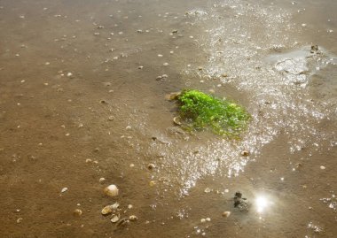 Danimarkalı wadden Denizi