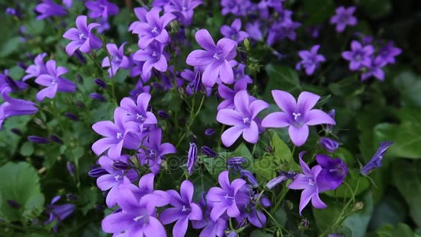 Purple bell flower Stock Footage