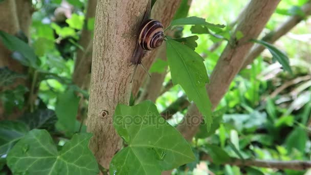 Escargot sur une branche Clip Vidéo