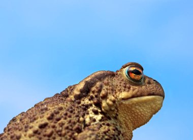 Sıradan kurbağa Bufo bufo