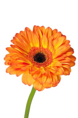 Turuncu gerbera çiçek