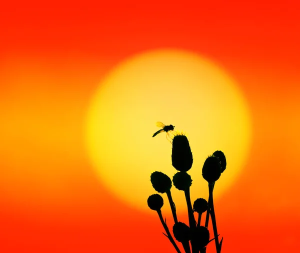 Mosca-mosca ao pôr do sol — Fotografia de Stock