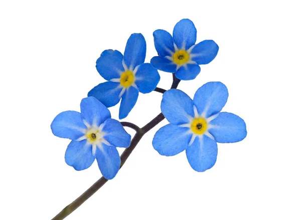 Forget me not — Stock Photo, Image