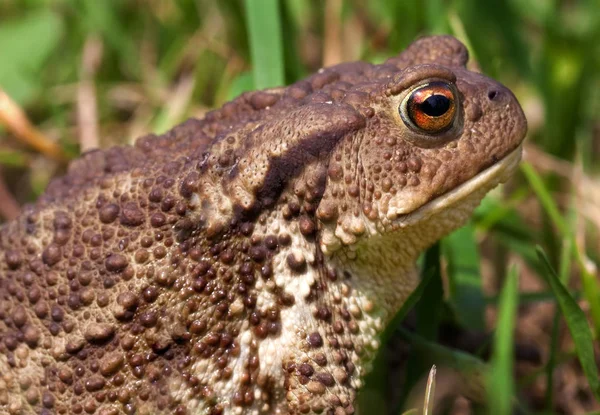 Sapo común Bufo bufo —  Fotos de Stock