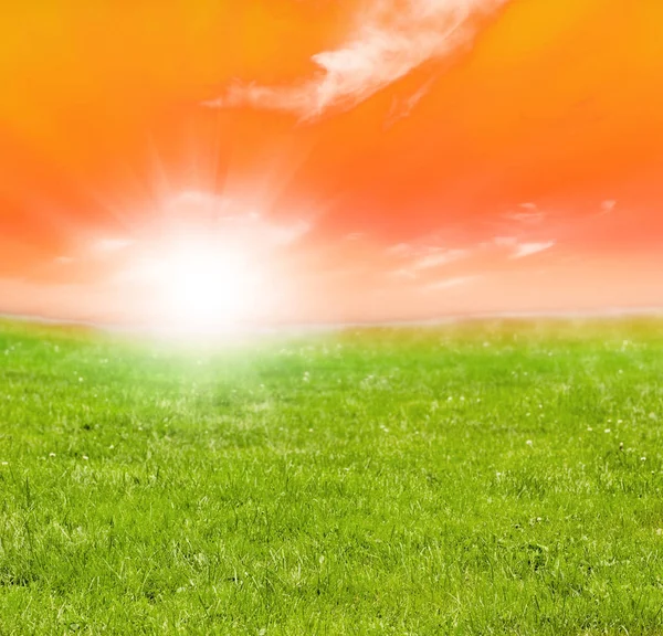 Campo verde e sol — Fotografia de Stock