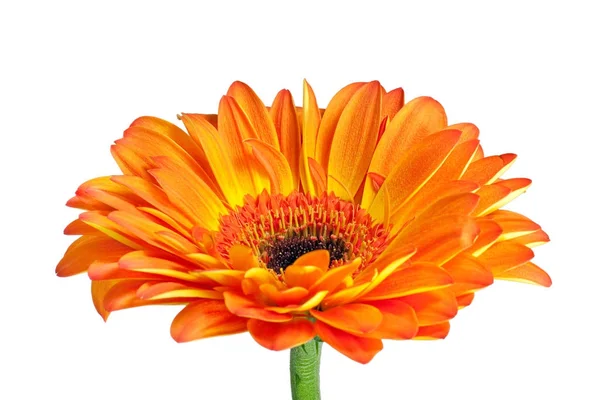 Gerbera op witte geïsoleerd — Stockfoto