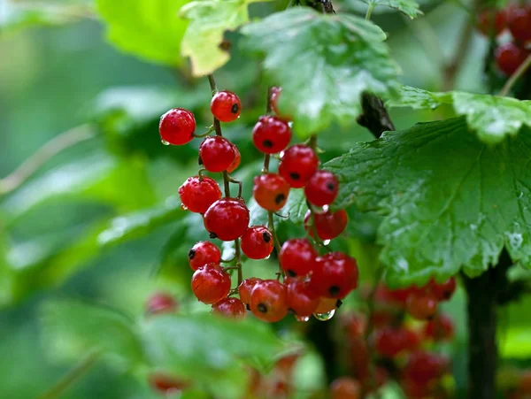 Grosellas rojas frescas — Foto de Stock