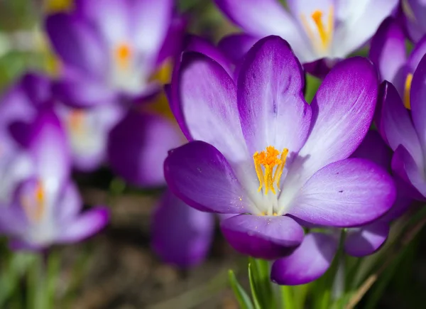 Пурпурный весенний крокус — стоковое фото