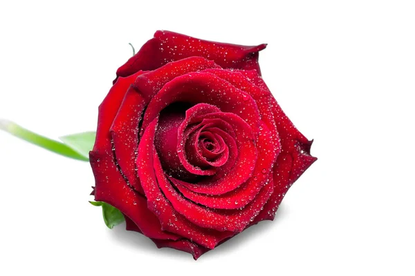 Rosa rossa da vicino — Foto Stock