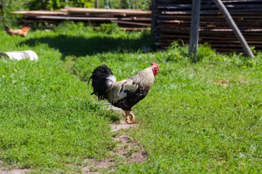 otların arasında yürüyüş horoz 