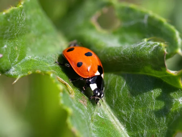 Coccinelle gros plan — Photo