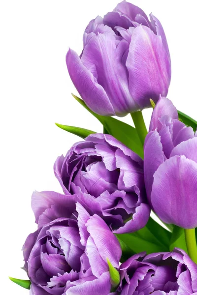 Fleurs de tulipes violettes — Photo