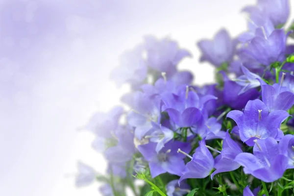 Blå campanula blomma — Stockfoto