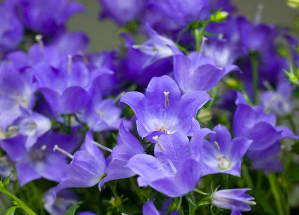 Blå campanula blommor — Stockfoto