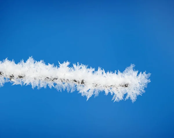 Gren med snö — Stockfoto
