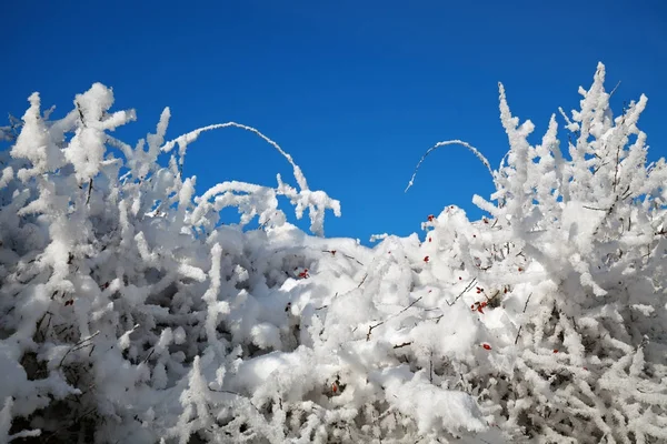 Snö på grenarna — Stockfoto