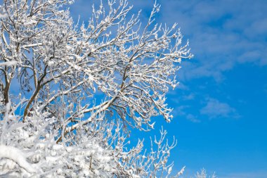 Beyaz kış ağaçlar