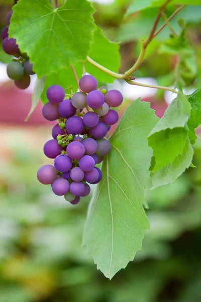 Uve rosse con foglie verdi — Foto Stock