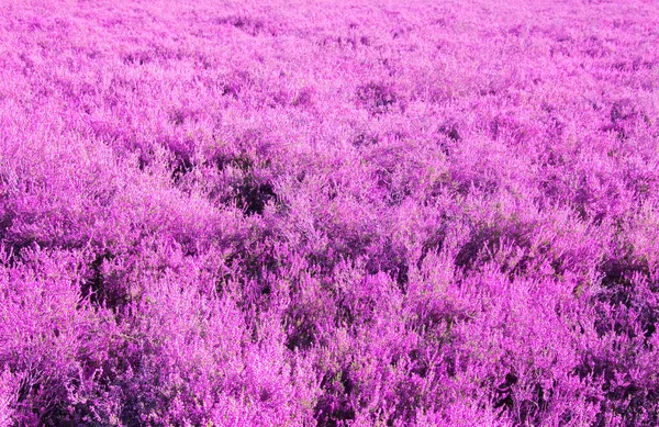 Pink heather landscape — Stock Photo, Image