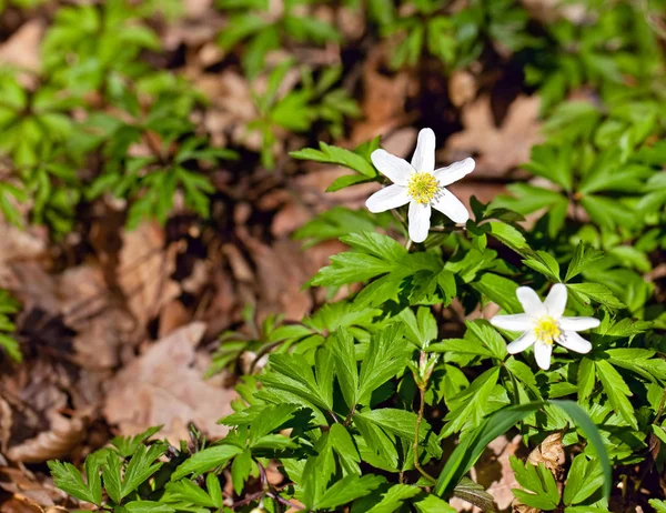 Anémona flor nemorosa —  Fotos de Stock