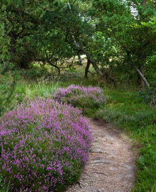 heather Pembe çiçek