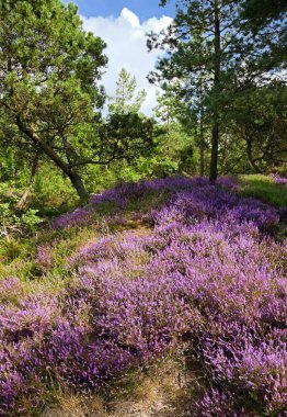 heather Pembe çiçek