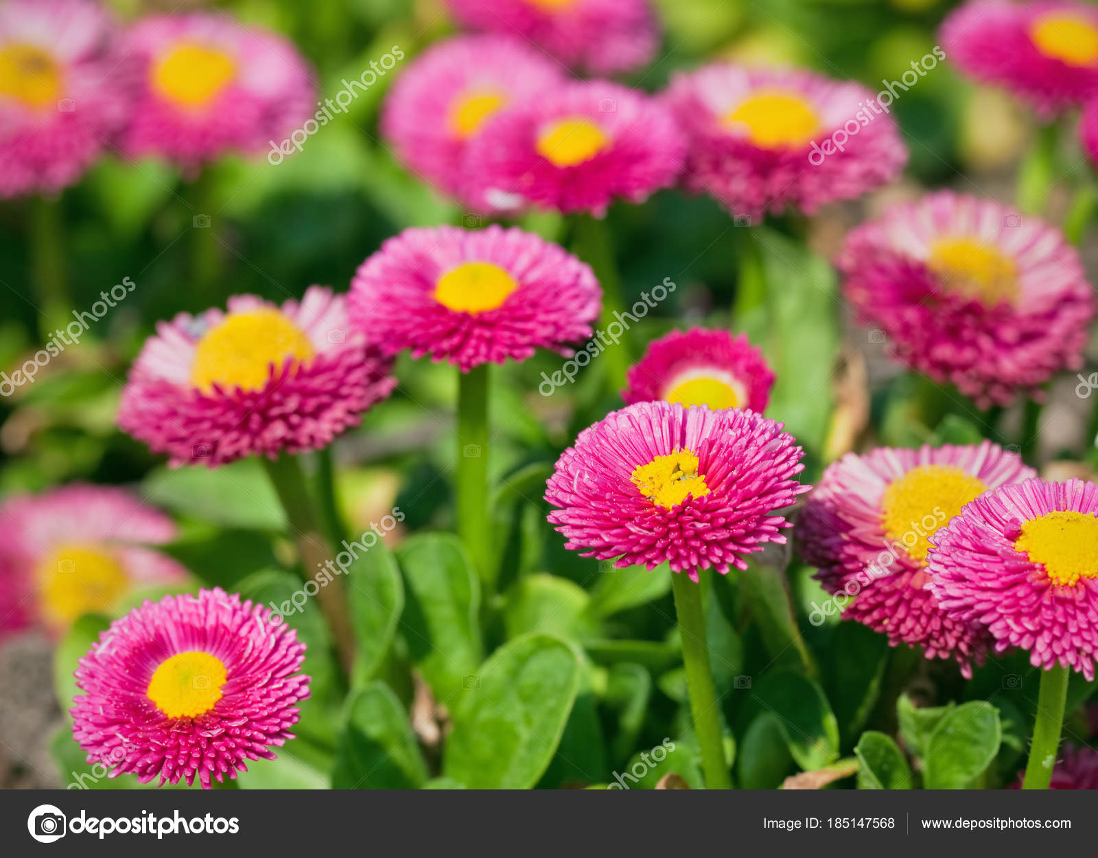 Bellis Perennis Stock Photo C Bovalentino