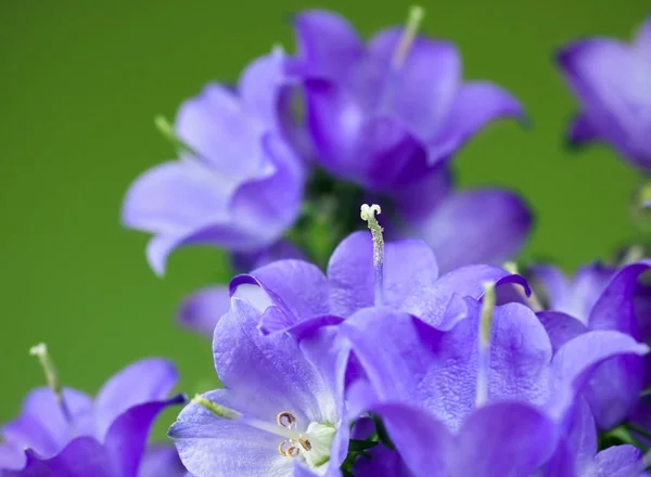 Mavi çan çiçeği — Stok fotoğraf