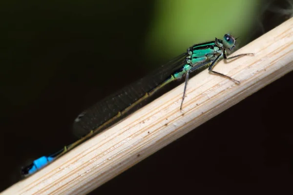 Mavi kuyruklu kızböcekleri — Stok fotoğraf