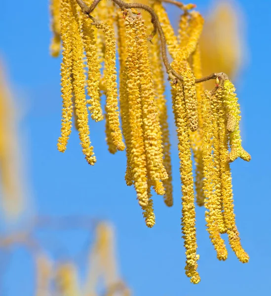 Hassel gren — Stockfoto