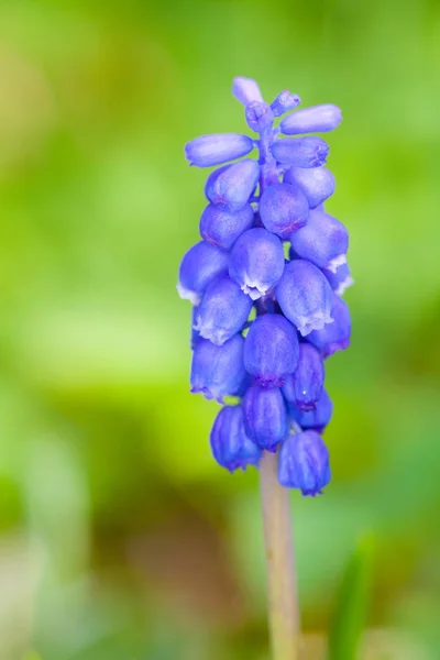 Muscari azul — Fotografia de Stock