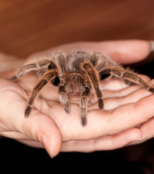 Rosa hår tarantula — Stockfoto