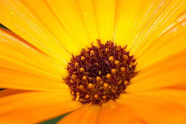 Calendula blomma — Stockfoto