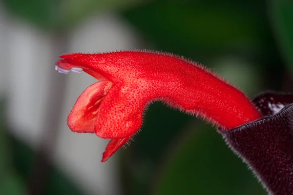 Lippenstift plant — Stockfoto